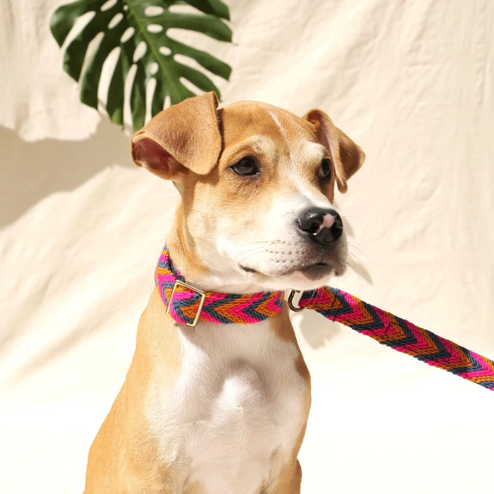Azul Set - Collar & Leash