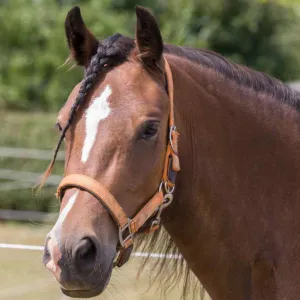 Cameo Equine Fieldsafe Headcollar - Keep Your Horse Safe with Reflective Webbing