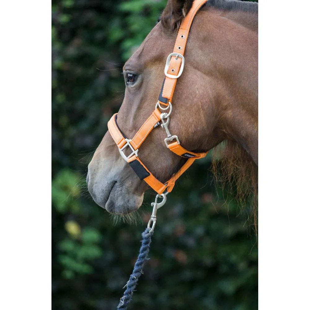 Cameo Equine Fieldsafe Headcollar - Keep Your Horse Safe with Reflective Webbing