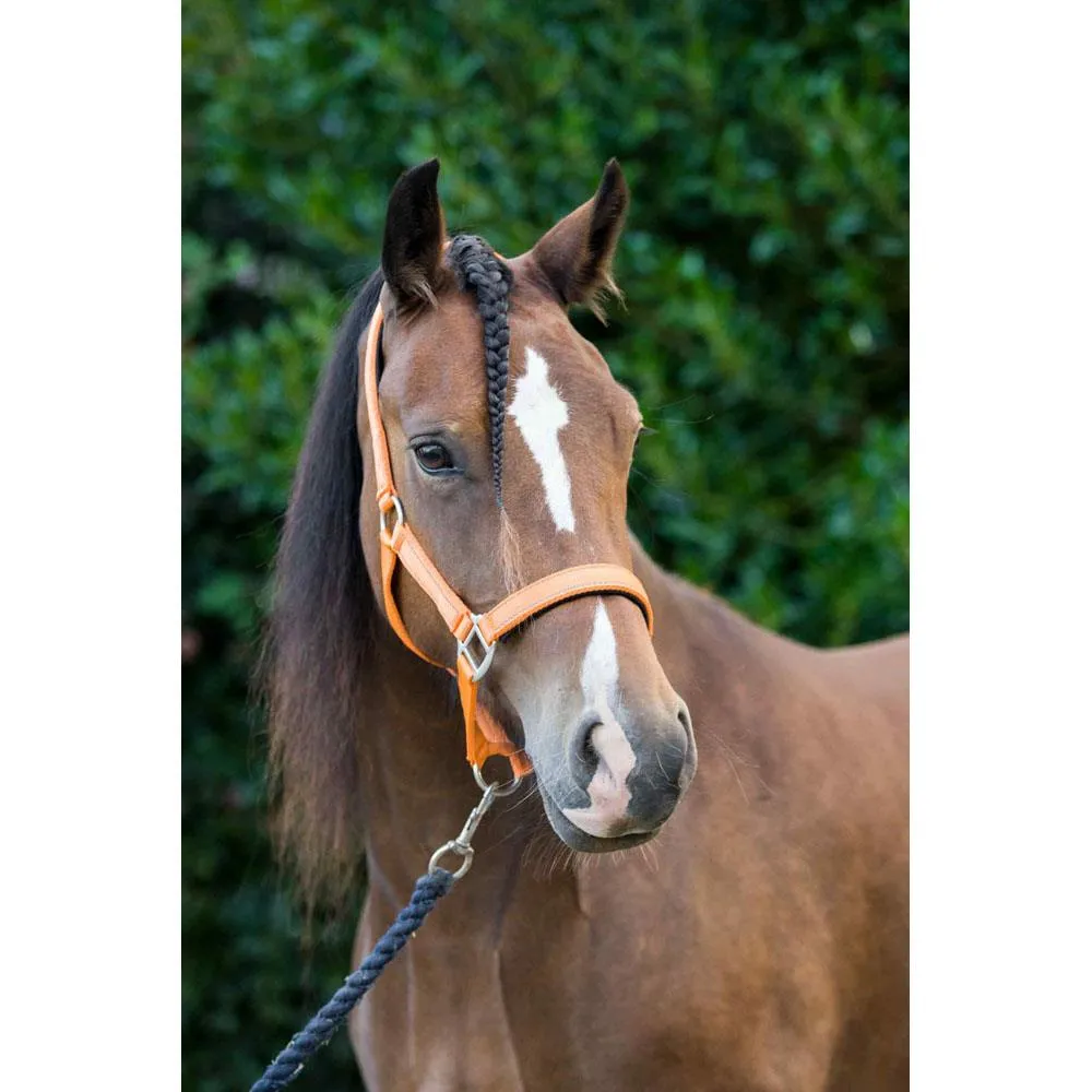 Cameo Equine Fieldsafe Headcollar - Keep Your Horse Safe with Reflective Webbing