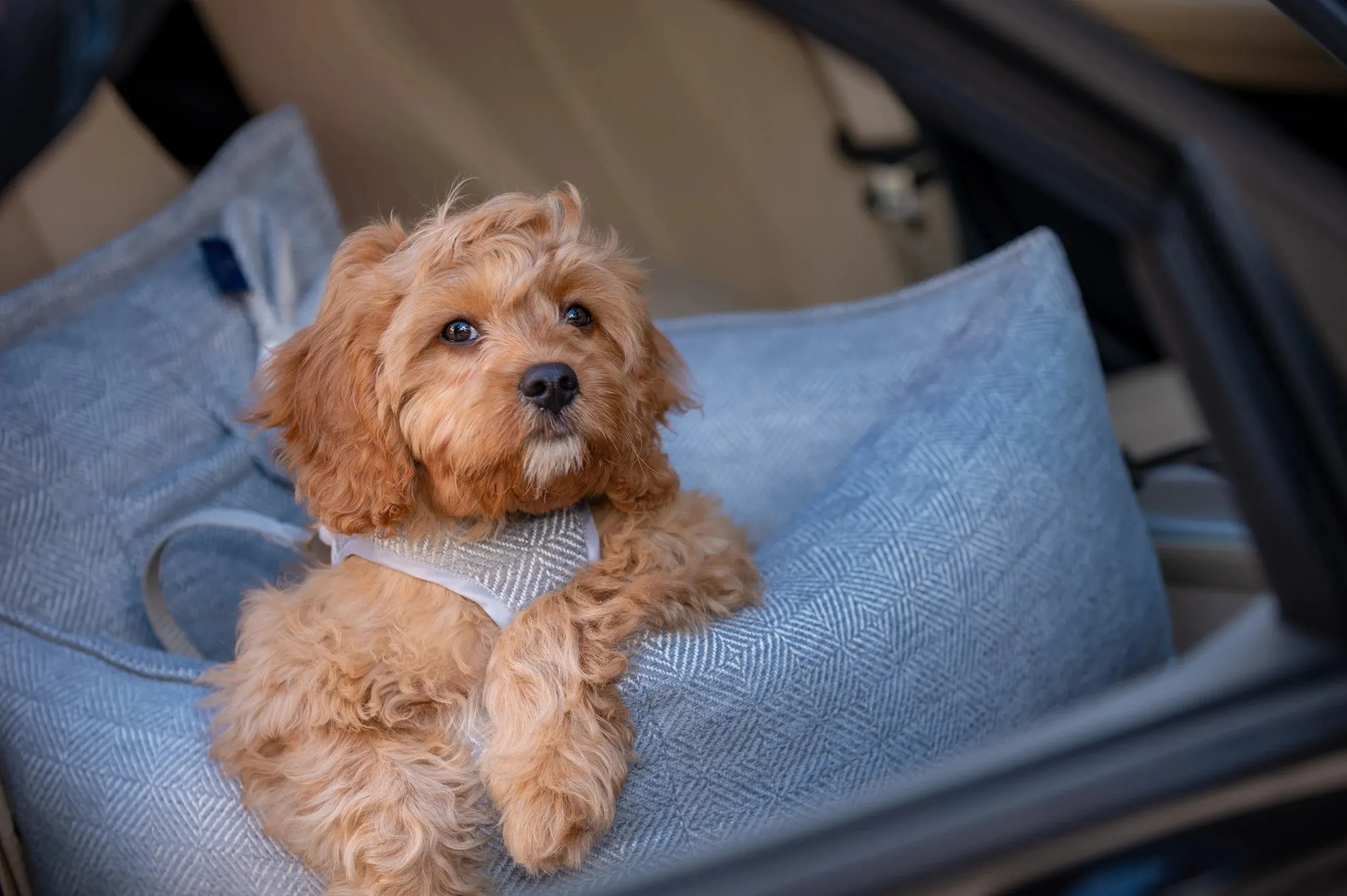 Oh Charlie Dog Car Seat Bed Florence