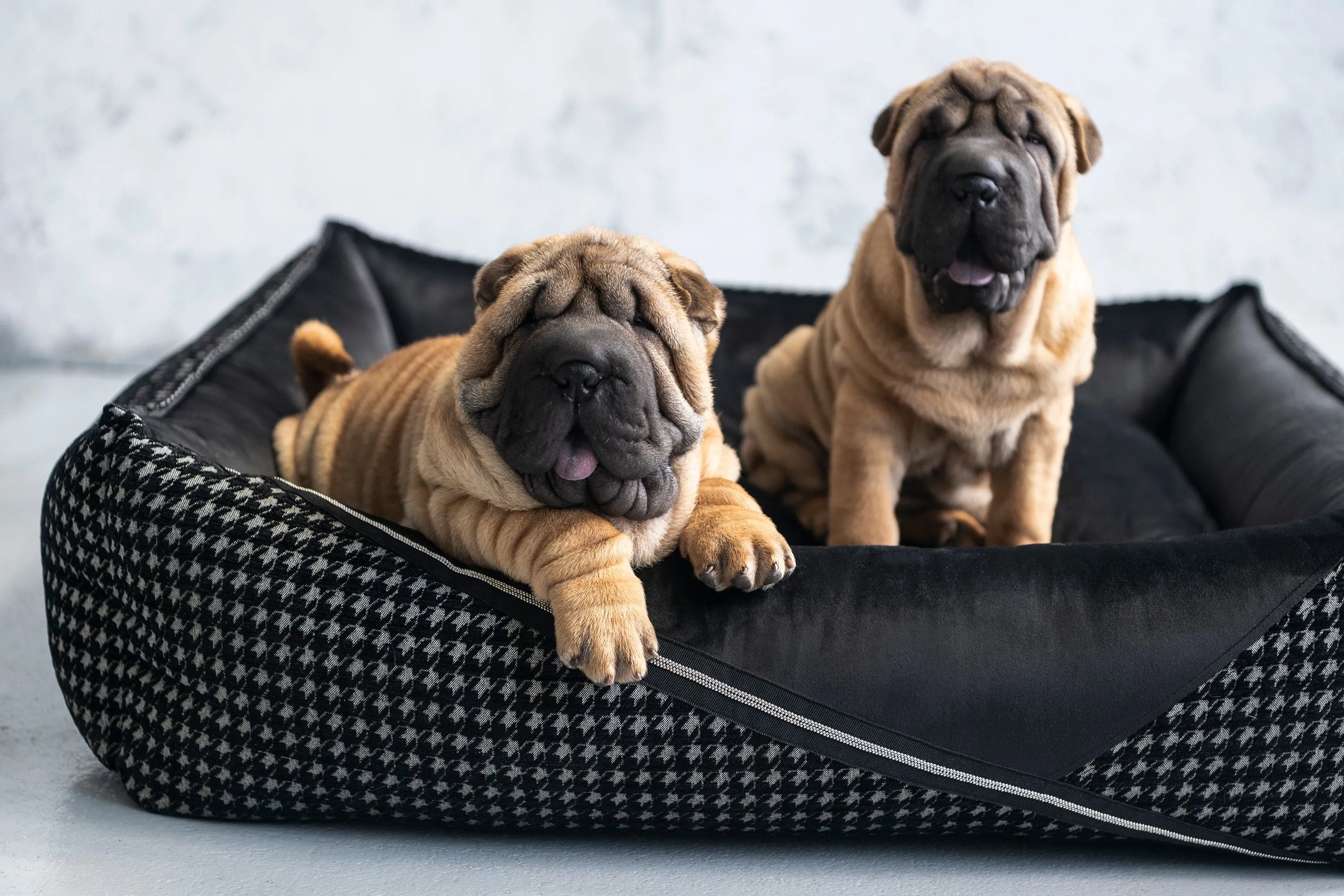 Oh Charlie Square Dog Bed Prestige Deluxe