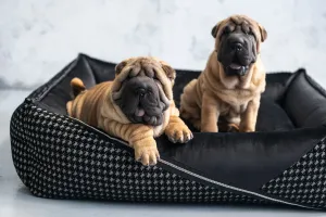 Oh Charlie Square Dog Bed Prestige Deluxe