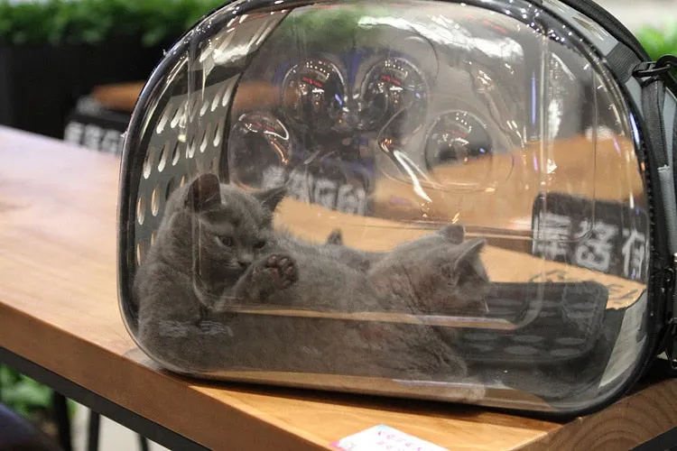 Transparent Pet Carrier